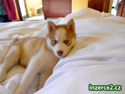 Krásné  Sibiřský husky štěňata  k přijetí.