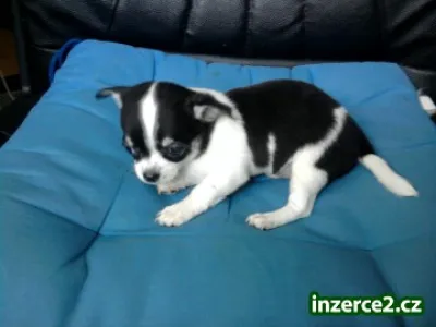 MINI čivava