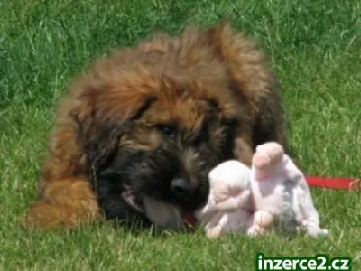 Briard