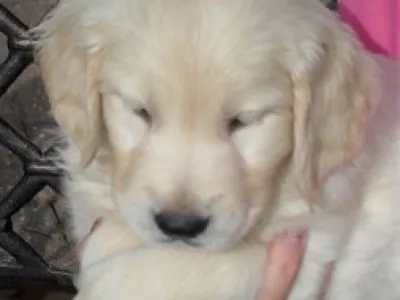 Goldendoodles F1 Štěňata