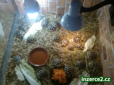 Prodám suchozemské želvy vroubené, zelenavé chovatel !!!!