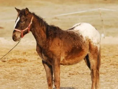 appaloosa hřebeček