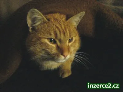 Chcete další příjem?