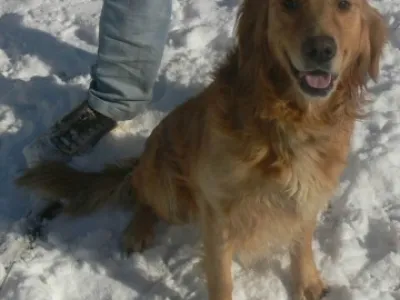 Zlatý retriever (daruji)