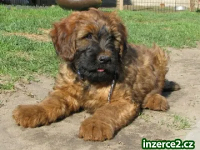 Briard