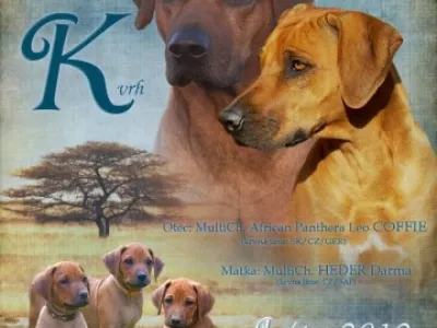 Rhodéský ridgeback - štěňátka s PP