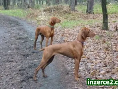 Maďarský ohař krátkosrstý - viszla