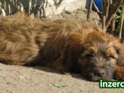 Briard