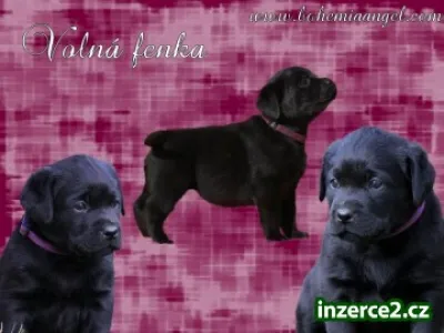 Černá fenka Labradora s PP