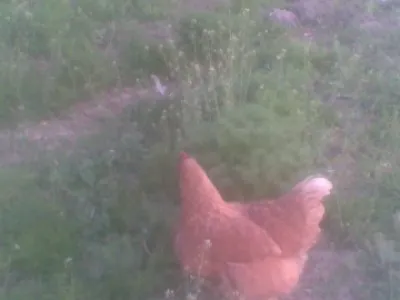 SLEPIČKY z drůbežárny jednoroční PRODÁM