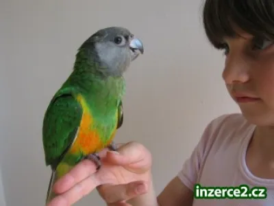 Papoušek senegalský a Žako