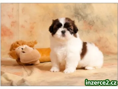 SHIH TZU štěňátka
