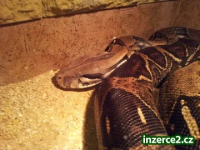 Boa constrictor
