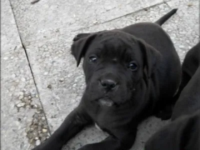 Bandog s PP