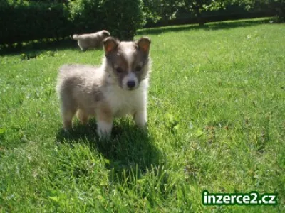 Prodám štěňata SHELTIE s PP