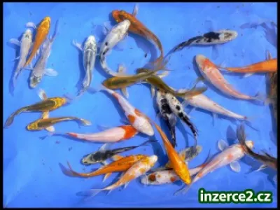 Prodej okrasných ryb