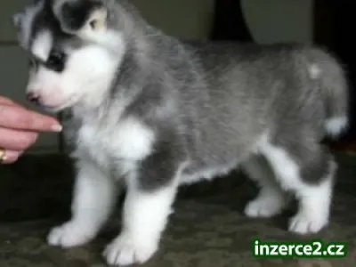 modré oči sibiřský husky štěňata pro přijetí