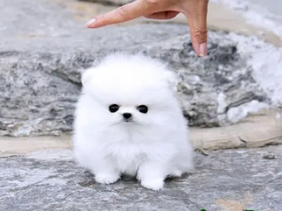 krásné a rozkošný Pomeranian štěňata pro přijetí
