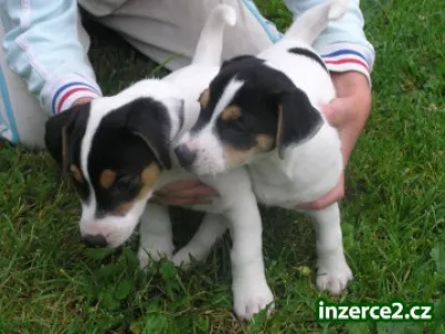 prodám krásně zbarvená štěnátka jack russel teriera