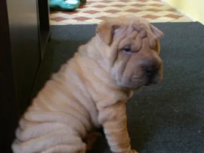 SHAR PEI
