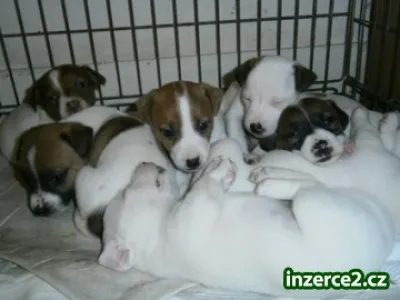 8 Gorgeous Jack Russell Štěňata Cheshire