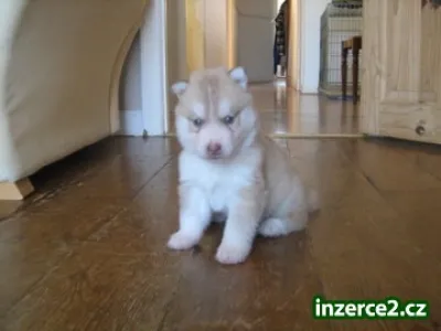 kc registrované Siberian Husky štěňata