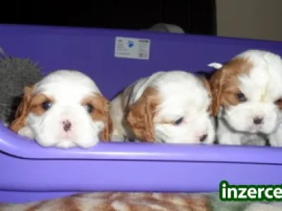 King Charles cavaliers štěňata