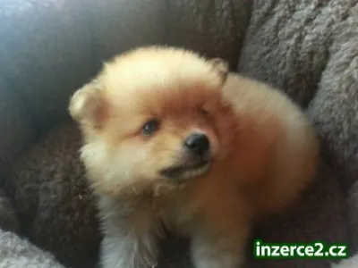 Nádherná rodokmen Pomeranian štěňátka jsou k dispozici