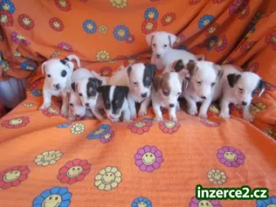 jack russell terier