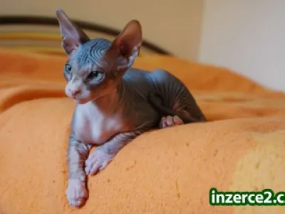 koťata Kanadský Sphynx