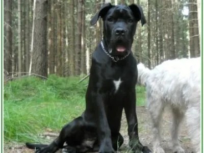 Bandog s PP