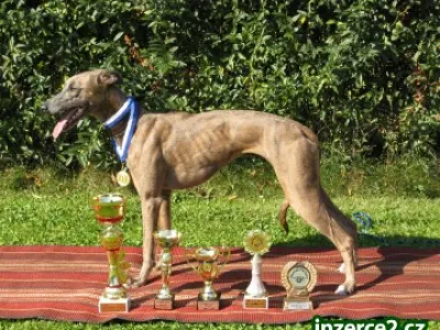 whippet(vipet)štěňata