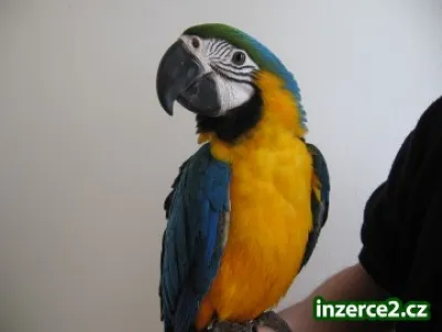 Ara ararauna, Kakadu bílý, Žako