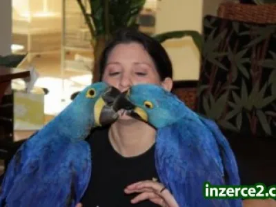 ochočené a mluvit macaws