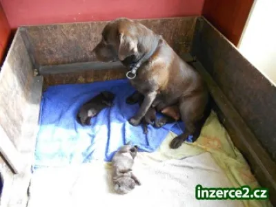 Labradorský retriever s PP čokoládová barva