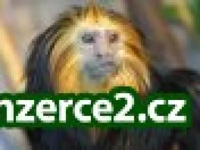 Skvělý přivýdělek