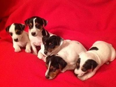 jack russell terier štěnátka