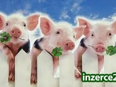 Přivýdělek - PŘIDEJ SE K NÁM