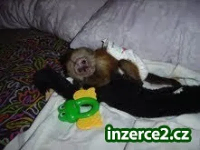 krásné kapucín opice pro přijetí
