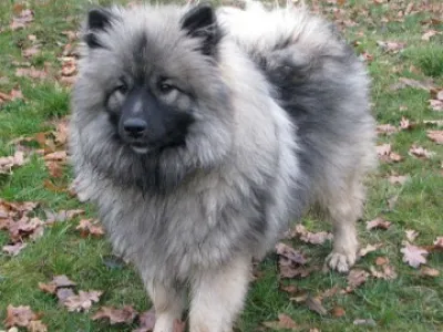 německý vlčí špic - keeshond