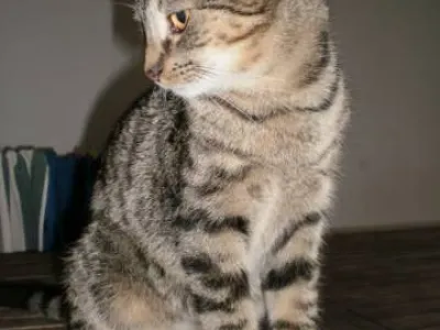 Náhled