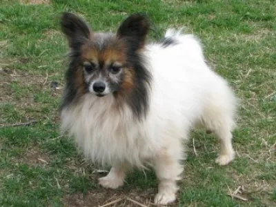 papillon daruji