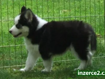 Krásné sibiřské husky štěňata