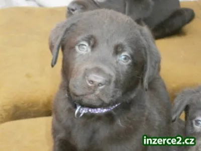 Labradorský retriever s PP- čokoládový