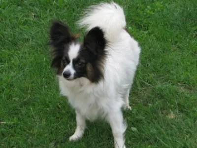 papillon - motýlek