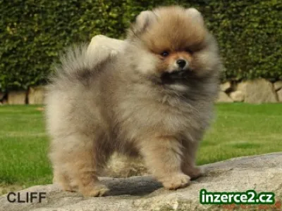 Pomeranian s PP