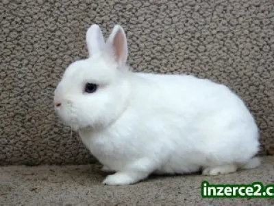 Zakrslý králík / králíček Hermelín modrooký