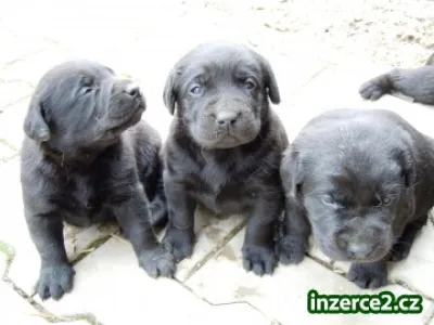 Labradorský retrívr