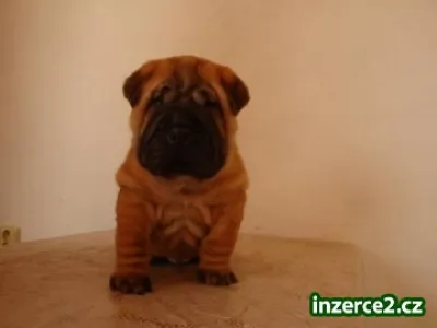 ŠARPEJ, Shar-pei