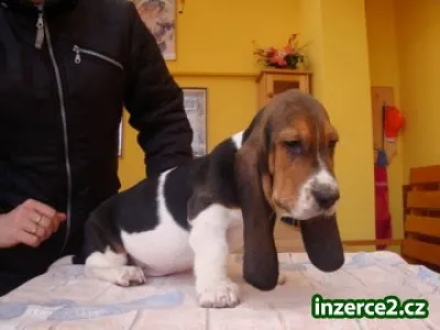 Basset štěňátka